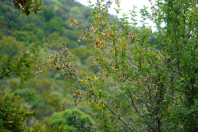 Combretum hereroense, photographed by Matthew Fainman