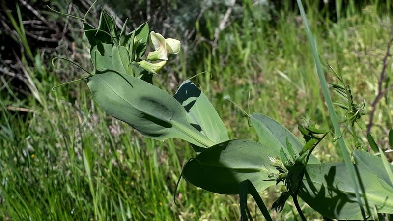 Lathyrus ochrus, photographed by Alessia Guggisberg