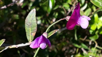 Lathyrus clymenum, photographed by Alessia Guggisberg
