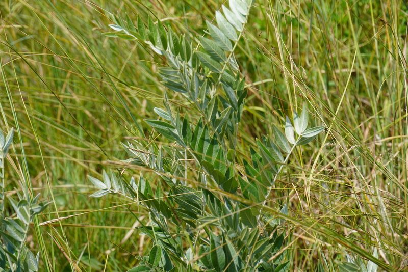 Mundulea sericea, photographed by Matthew Fainman
