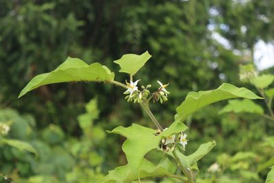 Solanum torvum, photographed by Jane C Frost