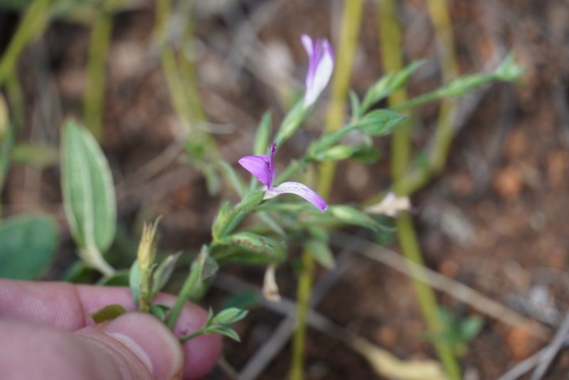 Dicliptera minor, photographed by Matthew Fainman