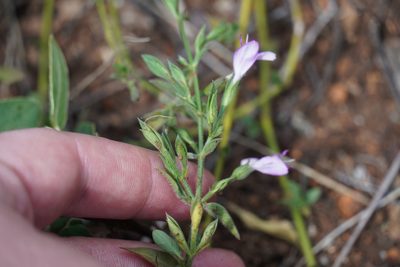 Dicliptera minor, photographed by Matthew Fainman
