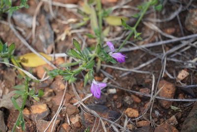 Dicliptera minor, photographed by Matthew Fainman