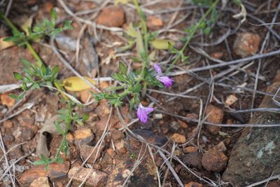 Dicliptera minor, photographed by Matthew Fainman