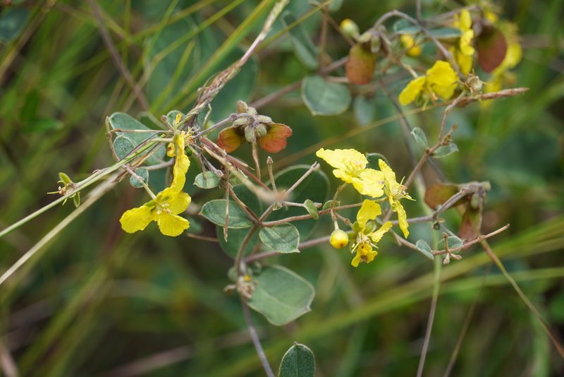 Sphedamnocarpus pruriens, photographed by Matthew Fainman