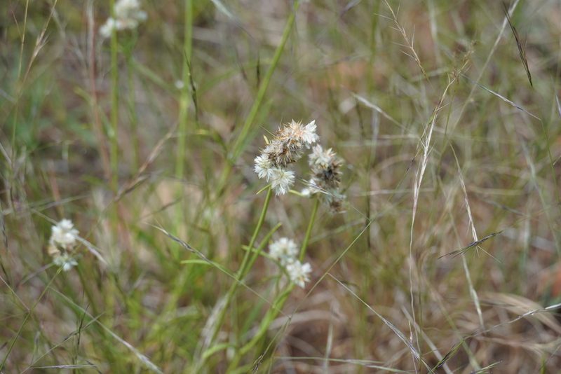 Kyphocarpa angustifolia, photographed by Matthew Fainman