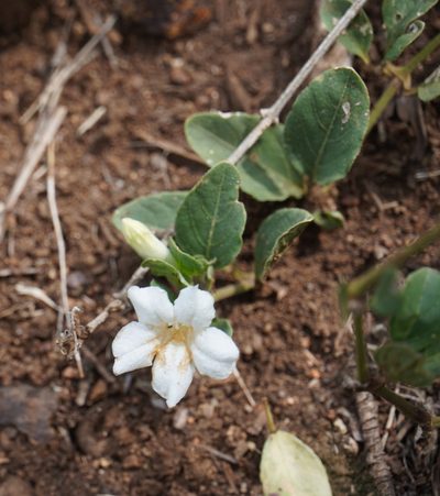 Ruellia patula, photographed by Matthew Fainman