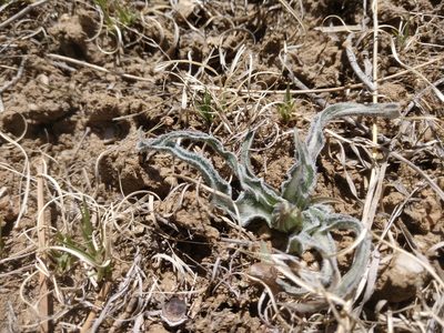 Nothocalais cuspidata, photographed by Eric Watts