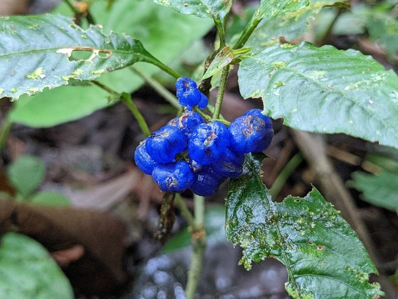 Palicourea cyanococca, photographed by Attila Oláh