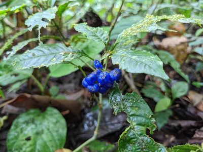 Palicourea cyanococca, photographed by Attila Oláh