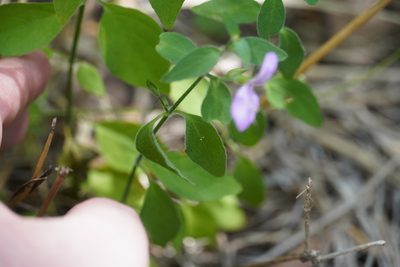 Dicliptera minor, photographed by Matthew Fainman