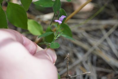 Dicliptera minor, photographed by Matthew Fainman