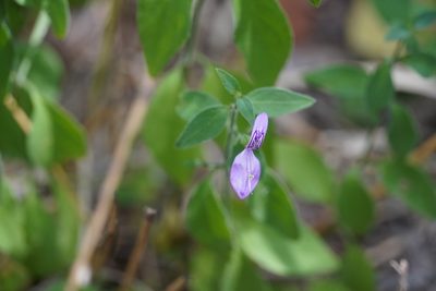 Dicliptera minor, photographed by Matthew Fainman