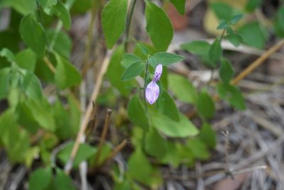 Dicliptera minor, photographed by Matthew Fainman