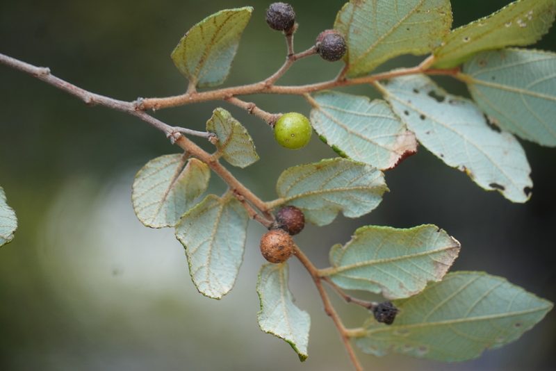 Grewia monticola, photographed by Matthew Fainman