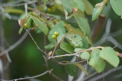 Grewia monticola, photographed by Matthew Fainman