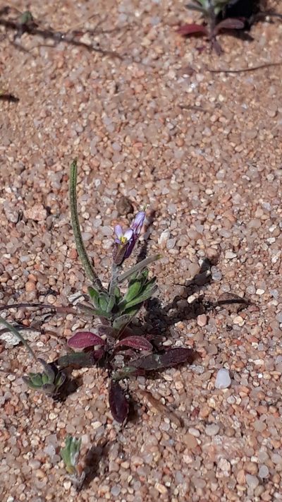 Marcus-kochia ramosissima, photographed by Alessia Guggisberg