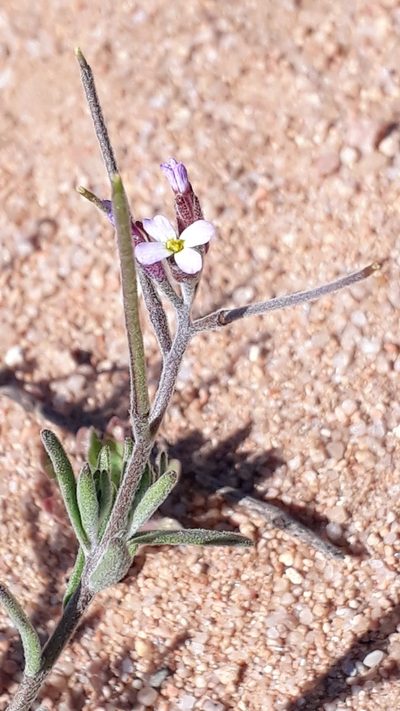 Marcus-kochia ramosissima, photographed by Alessia Guggisberg