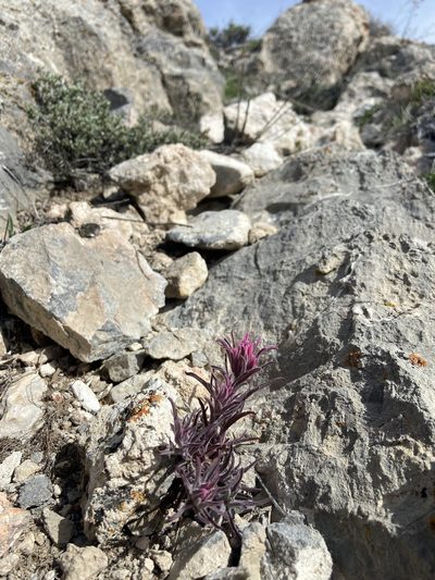 Castilleja angustifolia, photographed by Grant Chovil