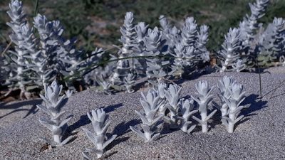 Achillea maritima