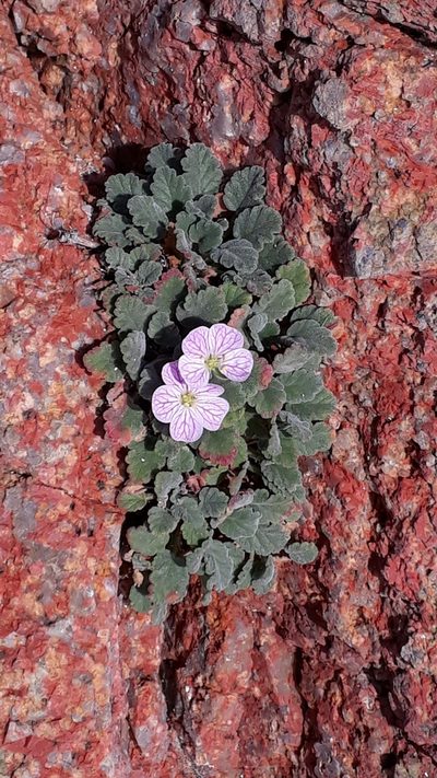 Erodium corsicum, photographed by Alessia Guggisberg