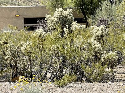Cylindropuntia fulgida, photographed by CK2AZ