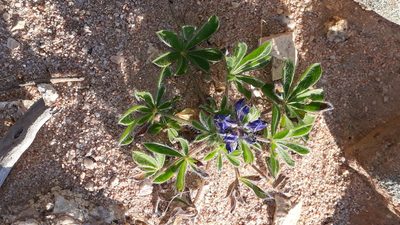 Lupinus gussoneanus, photographed by Alessia Guggisberg