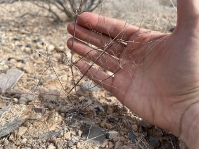 Eriogonum trichopes, photographed by Bobby McCabe