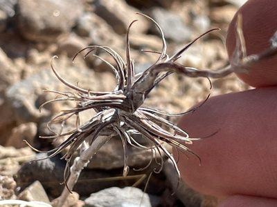 Eremothera boothii, photographed by Bobby McCabe