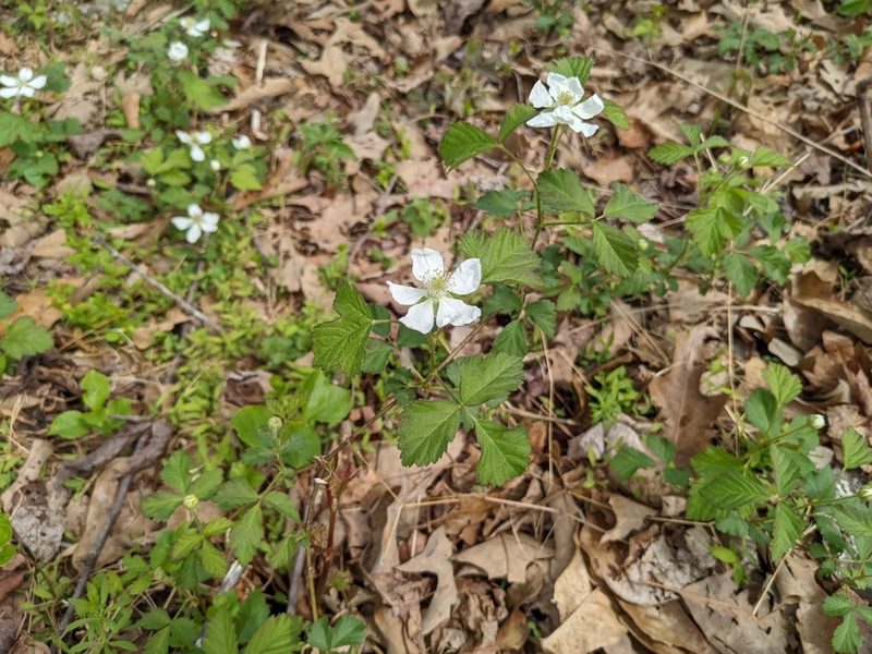Rubus serratus, photographed by Zac Peterson