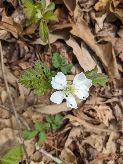 Rubus serratus, photographed by Zac Peterson