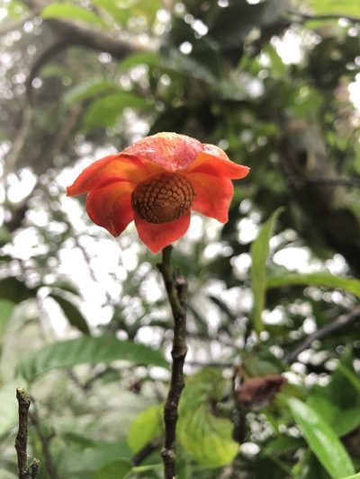 Uvaria littoralis, photographed by Dee Shea Himes