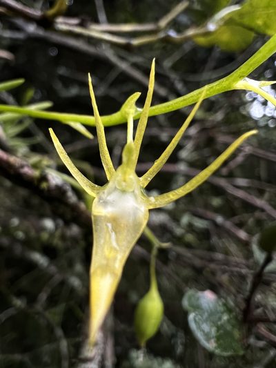 Hofmeisterella eumicroscopica, photographed by Nicolás Baresch Uribe
