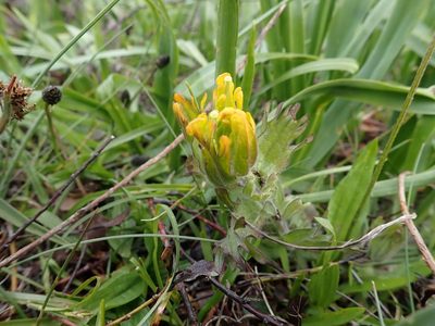 Castilleja levisecta, photographed by Ellyne Geurts