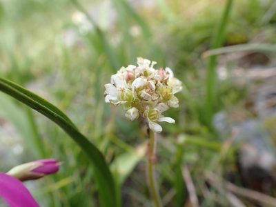 Micranthes integrifolia, photographed by Ellyne Geurts