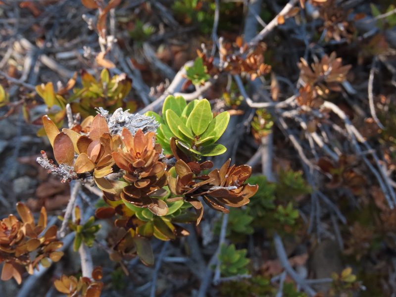 Orites myrtoideus, photographed by Nicolás Lavandero