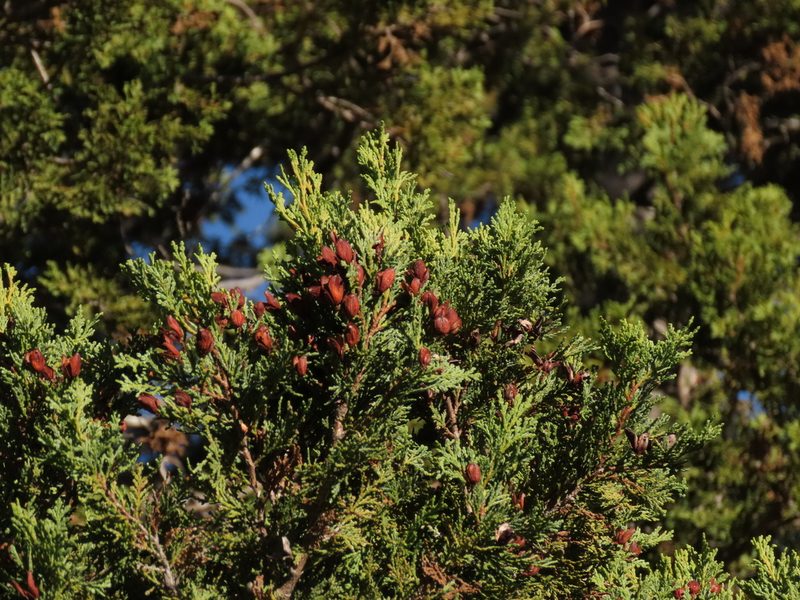 Austrocedrus chilensis, photographed by Nicolás Lavandero