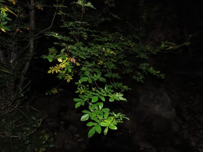 Eucryphia glutinosa, photographed by Nicolás Lavandero