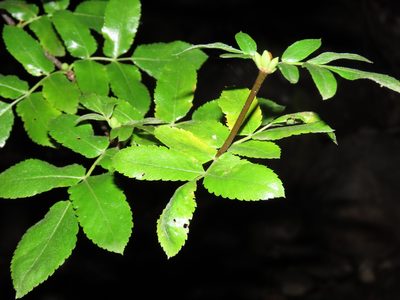 Eucryphia glutinosa, photographed by Nicolás Lavandero