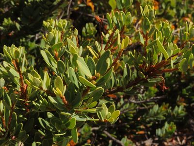 Orites myrtoideus, photographed by Nicolás Lavandero