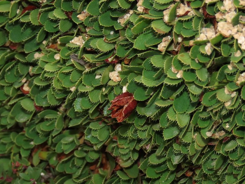 Rayenia malalcurensis, photographed by Nicolás Lavandero