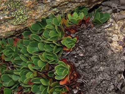 Rayenia malalcurensis, photographed by Nicolás Lavandero