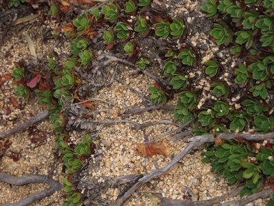 Rayenia malalcurensis, photographed by Nicolás Lavandero