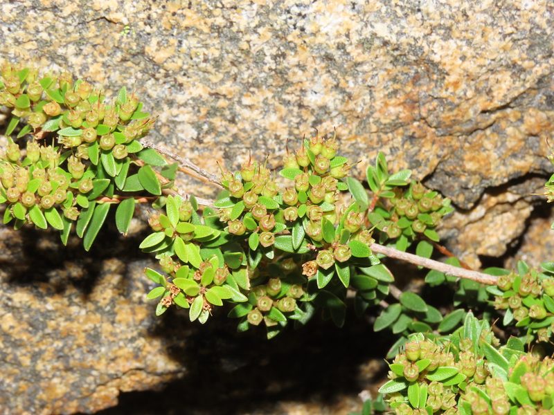 Metrosideros stipularis, photographed by Nicolás Lavandero
