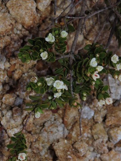 Myrteola nummularia, photographed by Nicolás Lavandero