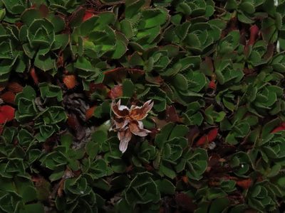 Rayenia malalcurensis, photographed by Nicolás Lavandero