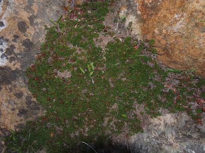 Rayenia malalcurensis, photographed by Nicolás Lavandero