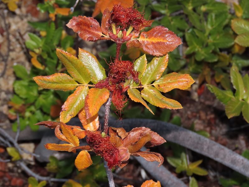 Eucryphia glutinosa, photographed by Nicolás Lavandero