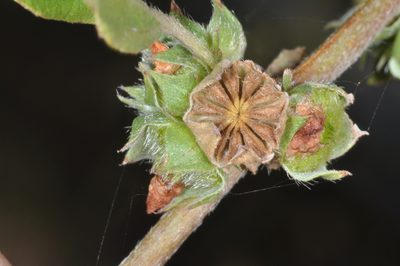 Malvastrum coromandelianum, photographed by aacocucci